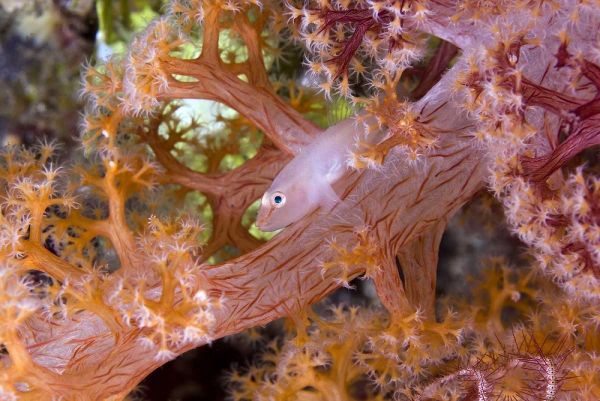 Goby fish in soft corals, Papua, Indonesia